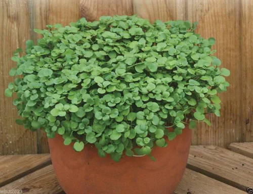 Vista 2 de 1000 semillas de berro, uso como ensalada verde, hierba culinaria y hierba medicinal.