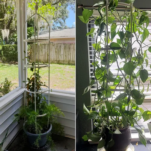 Vista 7 de Enrejado de jardín para plantas trepadoras, tubo de metal inoxidable con soporte resistente de 6 pies, soporte para plantas en maceta para jardín