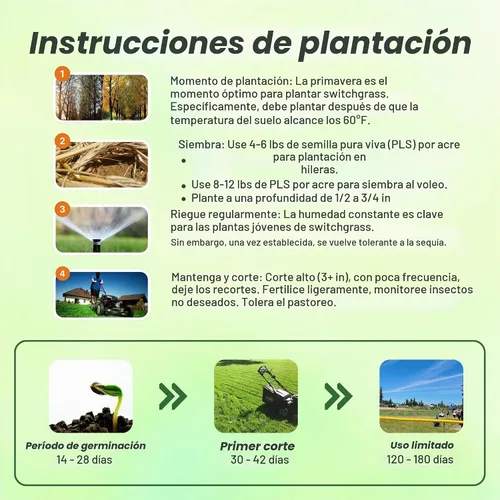 Vista 5 de Outsidepride Semilla de Switchgrass - 1 lb. Hierba nativa perenne, resistente a la sequía y las inundaciones, semilla de césped ideal para céspedes