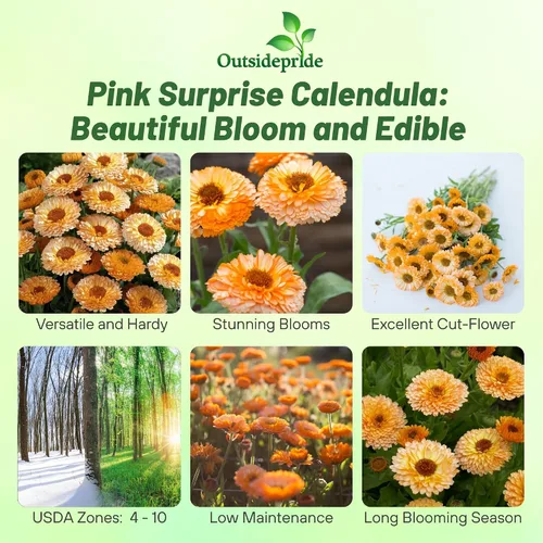 Vista 2 de Outsidepride 1000 semillas anuales de caléndula rosa sorpresa Pot semillas de flores de caléndula para plantar