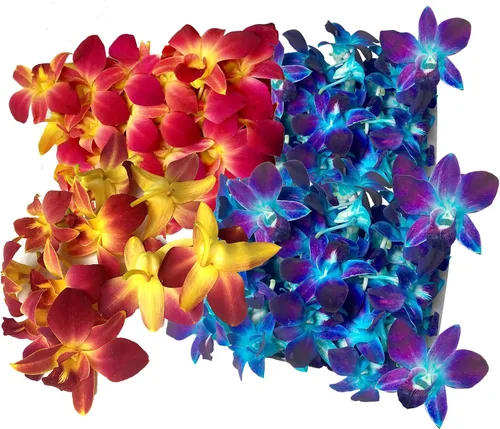 Vista 8 de Flores frescas cortadas de Miami OrchidClub USA por Sunne Tropical DIY Lei, decoración de alimentos y bebidas (50 blanco)