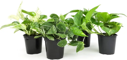 Vista 15 de Plants for Pets - Abundantes Pothos y Filodendro (paquete de 6), planta viva de Pothos para decoración, plantas de oficina, plantas reales, planta