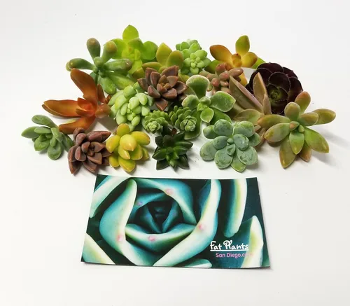 Vista 2 de 25 mini esquejes de suculentas vivas surtidas, no hay 2 suculentas iguales, ideales para terrarios, mini jardines y como plantas de inicio. Plantas