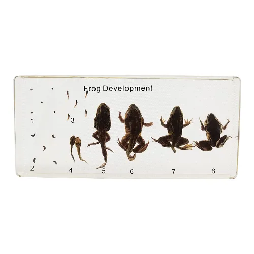 Vista 10 de Muestras de murciélago reales en manualidades de pisapapapeles de resina, colección de taxidermia de animales para educación científica y adorno