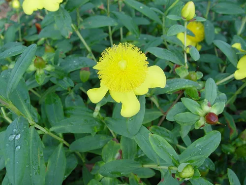 Vista 3 de Hypericum frondosum 'Sunburst' (Hierba de San Juan) Arbusto, flores amarillas, #3 - Tamaño Contenedor