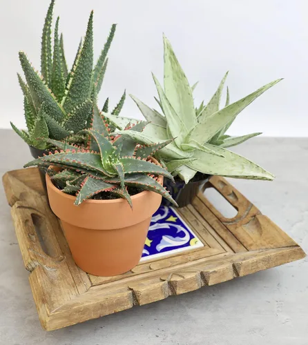 Vista 4 de Plantas suculentas de aloe vivo (paquete de 3), plantas suculentas viven en tierra para macetas, plantas suculentas en maceta, plantas vivas