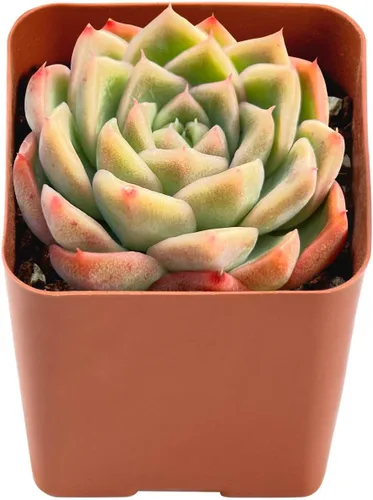 Vista 4 de Plantas suculentas vivas de 2", Aeonium 'Superbang', suculentas mini en maceta, planta de interior de fácil cuidado, regalos únicos, decoración
