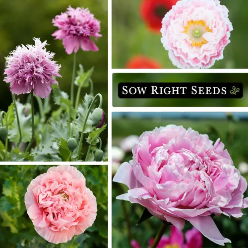 Vista 4 de Sow Right Seeds - Semillas de amapola de peonía de rosa pálida para plantar - Variedad anual de reliquia sin OMG - Hermosas flores de amapola