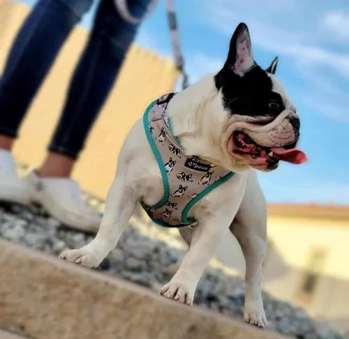 Vista 4 de French Bull - Arnés de chaleco para perro con correa a juego, forro interior de malla transpirable, 4 hebillas de ajuste para obtener el ajuste