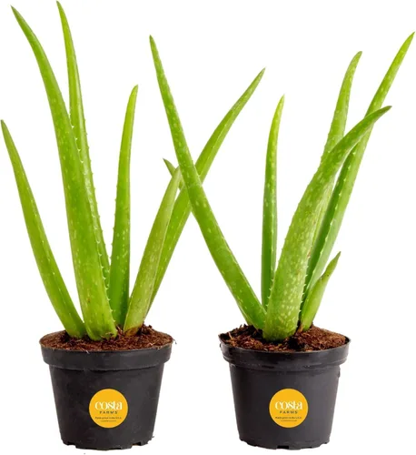 Vista 12 de Costa Farms Planta de aloe vera, suculenta viva, planta de interior de fácil cuidado en maceta de cultivo, purificador de aire de habitación, mesa