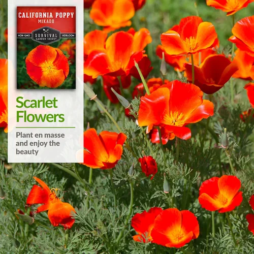 Vista 4 de Paquete de 1 semilla de amapola Mikado California para plantar, paquete con instrucciones para cultivar amapolas rojas en tu huerto casero, variedad