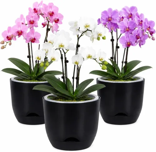 Vista 46 de QCQHDU 2 Pack 5.7 Inch Orchid Pots with Holes for Repotting, Double-Layer and Self Watering Orchid Pot with Good Air Circulation Verde
