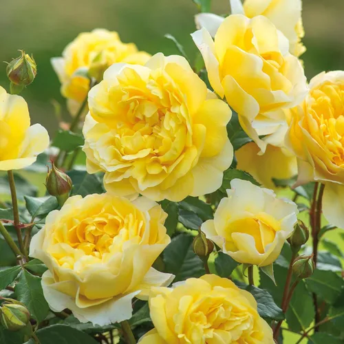 Vista 4 de Rosas arbustivas inglesas de reliquia, planta de raíz propia viva para jardín al aire libre, esposa del poeta, excepcionalmente fragantes, zonas