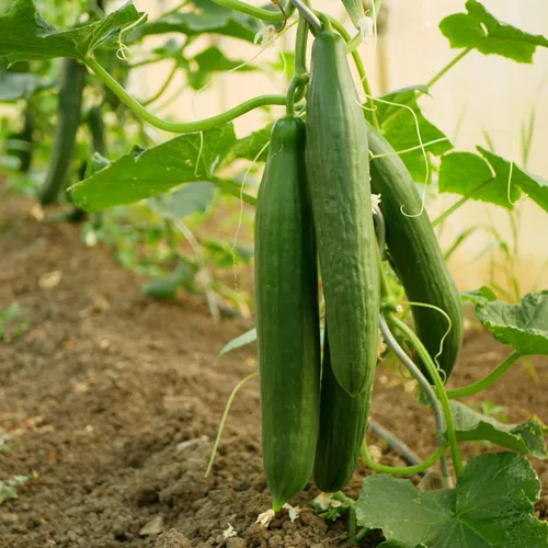 Vista 3 de The Old Farmer's Almanac Heirloom Tendergreen - Semillas de pepino sin eructos – Premium sin OMG, polinizado abierto, reliquia, origen