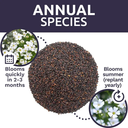 Vista 8 de Semillas de Gypsophila elegans de Baby's Breath vistosas – Bolsa a granel de un cuarto de libra – Más de 80.000 semillas de flores silvestres