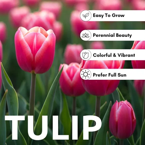 Vista 6 de Big Love - Bulbos de tulipán rosa para plantar, fáciles de cultivar (20 bombillas)