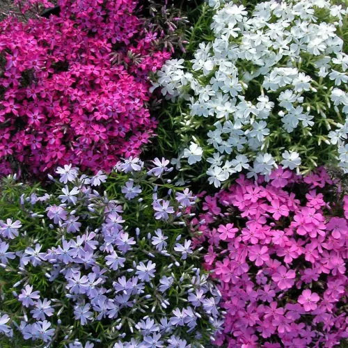 Vista 5 de Paquete de 3 plantas rastreras Phlox Live, 5-8 pulgadas, cubierta de suelo de Phlox rastrero perenne para jardín al aire libre (color aleatorio)