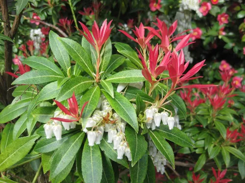 Vista 2 de Semillas de arbustos Forest Flame (30 semillas) - Pieris Japonica, Pieris Japonesa, Andrómeda Japonesa