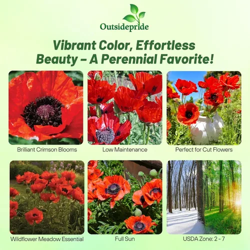 Vista 2 de Outsidepride Orientale Beauty of Livermere - Semillas de amapola para plantar, 500 piezas de semillas de flores silvestres perennes, tolerantes a