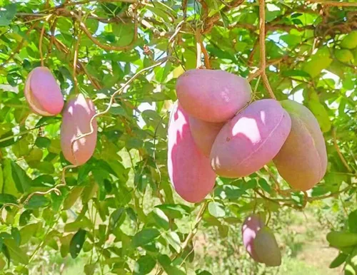 Vista 3 de Semilla de vid de fruta de chocolate Akebia Trifoliata, 25 unidades de Holboellia Latifolia