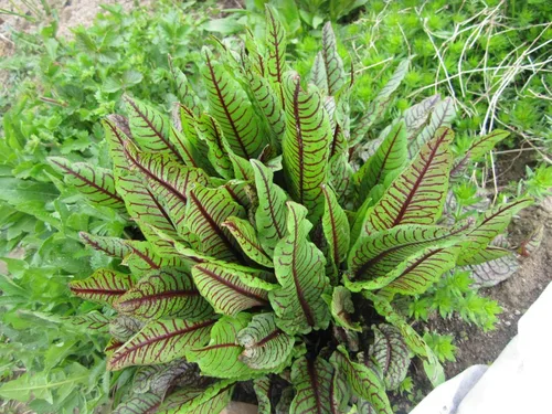 Vista 3 de Semillas de interior acedera roja veteada muelle de sangre 40 días vegetal sin OMG para plantar 100 semillas