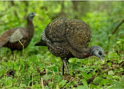 Vista 2 de Avian X LCD alimentador gallina pavo señuelo