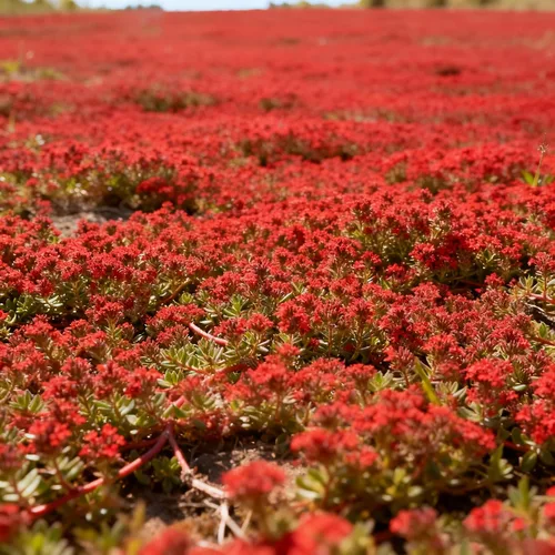 Vista 5 de Más de 5000 semillas de tomillo rastrero para plantar, semillas de timo mixtas perennes, semillas de timo sin OMG para jardín al aire libre