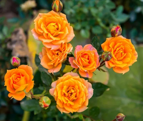 Vista 2 de 100 semillas de rosas naranjas de primera calidad, trepadoras grandes y perennes tradicionales sin OMG para interiores y exteriores