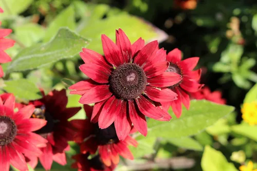 Vista 4 de 20 semillas de flores de Susan de ojos rojos y negros de cereza RUDBECKIA Hirta