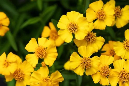 Vista 6 de 300 semillas de hierba de flor de Lucida de Tagetes de estragón español de caléndula de menta mexicana