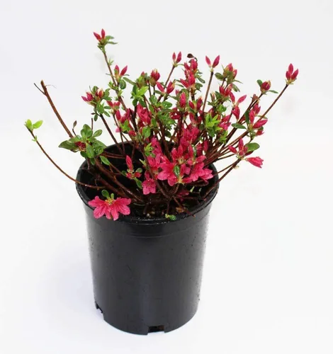 Vista 4 de Athena's Garden Hino-Crimson Azalea 1G Pot Jardín Plantas Flores, Zen Cottage