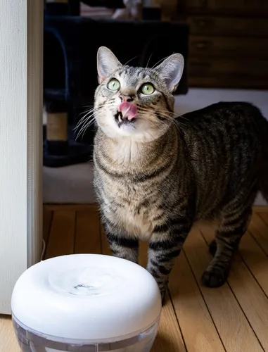 Vista 7 de IntelliLeash PURRoducts Purrfect - Fuente de agua para gatos y perros pequeños con filtro de 5 capas de primera calidad que dura hasta dos meses.