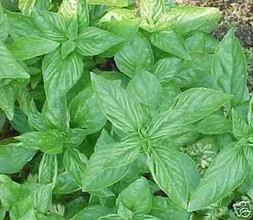Vista 2 de BULK - Hierba de jardín dulce genovesa de albahaca de 1 libra