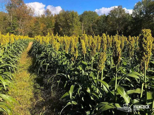 Vista 2 de Hancock Seed Co. Semillas de sorgo WGF, 5 libras.