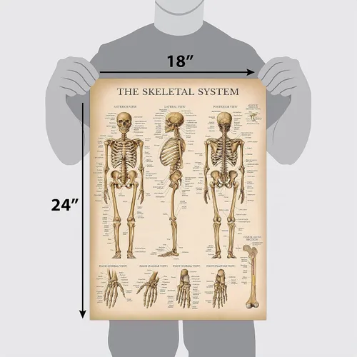 Vista 2 de Palace Learning Cuadro anatómico del sistema esquelético vintage, póster de anatomía de esqueleto humano (laminado, 18 x 24 pulgadas)