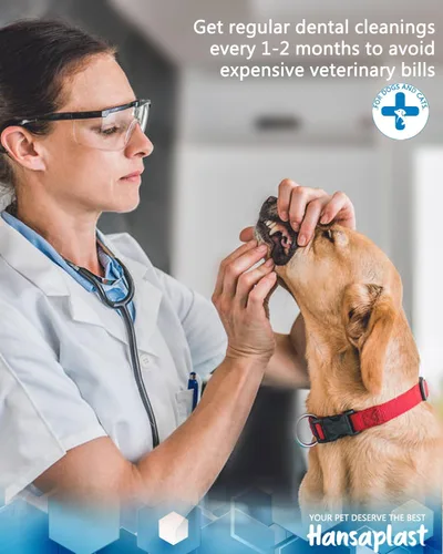 Vista 5 de Hansaplast Removedor de placa para dientes, limpieza de dientes de perro, herramientas dentales para eliminar el sarro y las manchas, seguro