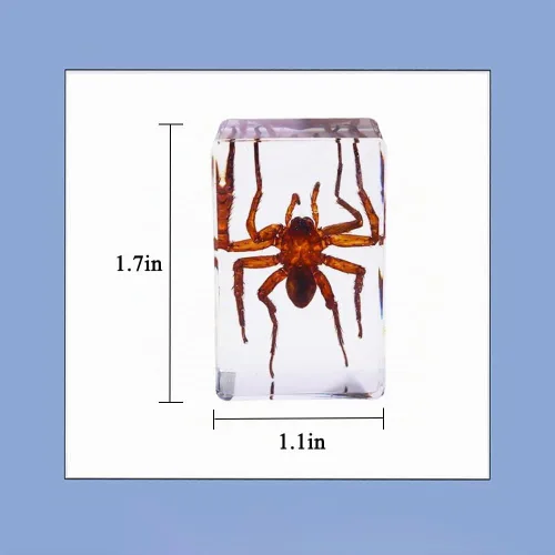 Vista 2 de Espécimen de resina Colección de insectos Pisapapeles Espécimen animal para educación científica 6 estilos insectos