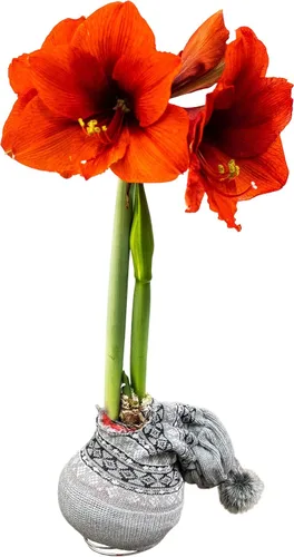 Vista 7 de Bombilla de amarilis encerada, suéter negro decorativo, flores rojas, fácil cuidado, no necesita riego