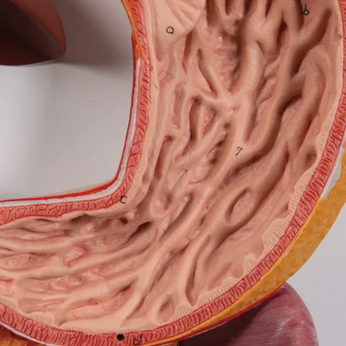 Vista 4 de 3B Scientific Sistema digestivo K21 3 parte - 3B Smart Anatomy