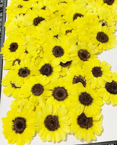 Vista 3 de 12 piezas de girasoles amarillos brillantes, flores secas prensadas reales y naturales para arte con resina y manualidades DIY