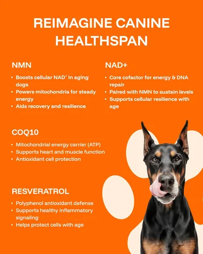 Vista 4 de Suplemento de longevidad para perros NAD+ y NMN - Salud de las articulaciones, vitalidad y envejecimiento saludable - Tecnología nanoliposomal
