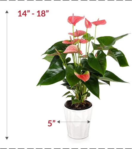 Vista 6 de Just Add Ice Anthurium Plant - Plantas vivas de fácil cuidado, 5 pulgadas de diámetro, color rosa
