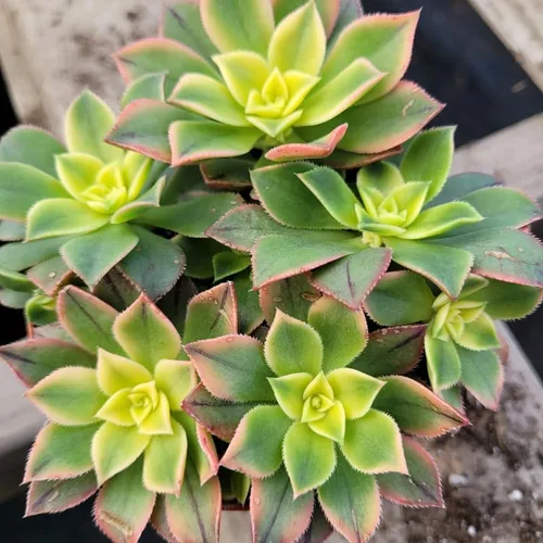 Vista 9 de Green Aeonium - Planta viva suculenta en maceta de 4 pulgadas, planta viva suculenta de roseta para cultivo en interiores y exteriores