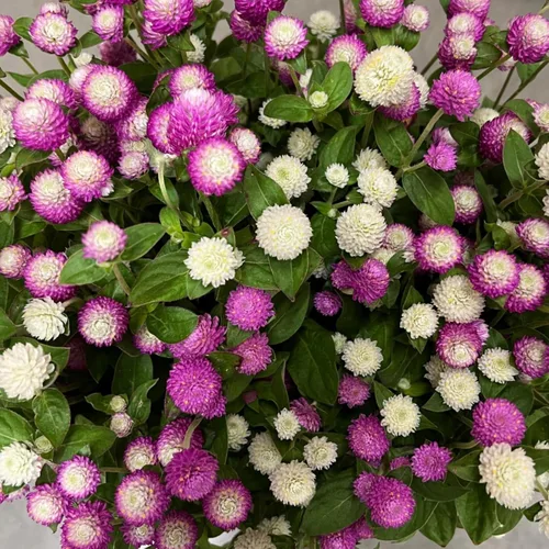 Vista 3 de Más de 1000 semillas de amaranto globo para plantar, semillas de flores de gomphrena de amaranto, pompones, sin OMG, semillas de plantas