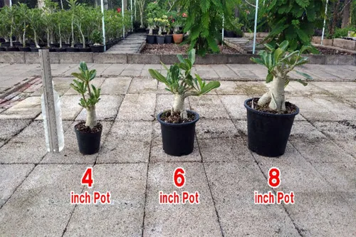 Vista 2 de Juego de 4 plantas de árbol bonsái Adenium Thai Socotranum Desert Rose Bonsai Decoración Registrado Track Online 100% garantía Satisfacción