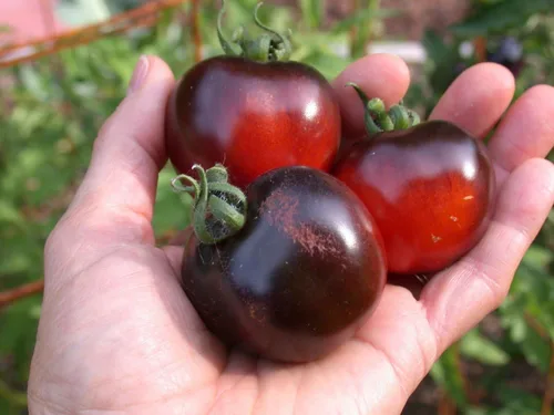 Vista 2 de 50+ Semillas de Tomate Cherry - Negro Vegetal
