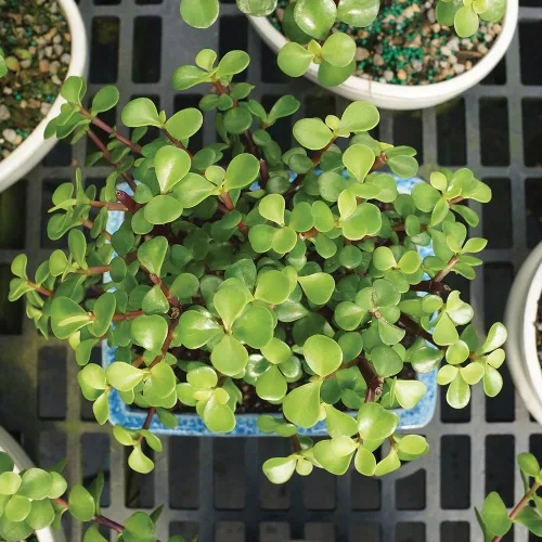 Vista 5 de Brussel's Bonsai Árbol bonsái de jade enano vivo, para interiores, pequeño, 3 años de edad, 5 a 8 pulgadas de alto, maceta decorativa de cerámica