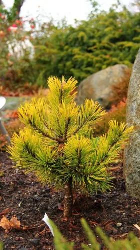 Vista 2 de Golden Dwarf Mugo Pine - Pinus mugo 'Amber Gold' Planta viva de 2 años