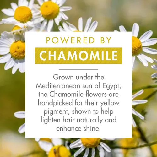 Vista 3 de Klorane Champú iluminador con manzanilla – Mejora los reflejos e ilumina el cabello rubio – Peróxido de hidrógeno, amoníaco, silicona, parabenos