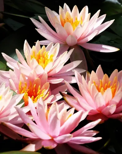 Vista 4 de 30 unidades de semillas de loto en cuenco, semillas de loto en bonsái para plantar lirio de agua, flor rosa, púrpura, roja, plantas acuáticas